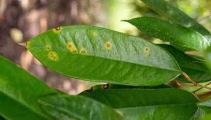 Bệnh Rỉ Sắt Trên Cây Sầu Riêng Tại Truông Mít Tây Ninh: Dấu Hiệu Và Cách Phòng Trị Hiệu Quả