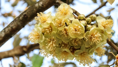 Quy Trình Làm Bông Cho Cây Sầu Riêng Tại Truông Mít Tây Ninh Đạt Tỷ Lệ Đậu Trái Cao