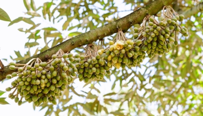 Cách Nhận Biết Cây Sầu Riêng Đủ Điều Kiện Làm Bông Tại Truông Mít Tây Ninh