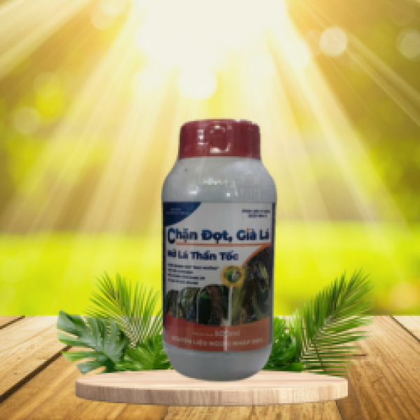 CHẶN ĐỌT GIÀ LÁ - MỞ LÁ THẦN TỐC